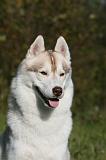 SIBERIAN HUSKY 889